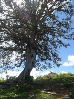 Cascadas Naturales_8